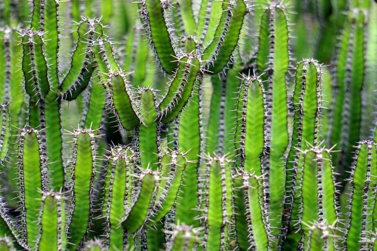scopri il meraviglioso mondo dei cactus! esplora varietà uniche, consigli per la coltivazione e suggerimenti per la cura dei tuoi cactus. un viaggio affascinante nel regno delle piante succulente.