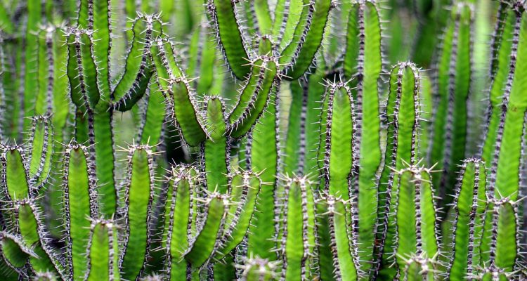 scopri il meraviglioso mondo dei cactus! esplora varietà uniche, consigli per la coltivazione e suggerimenti per la cura dei tuoi cactus. un viaggio affascinante nel regno delle piante succulente.
