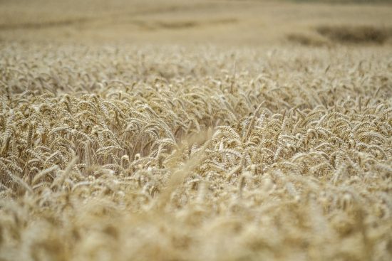 scopri il mondo affascinante dei semi: dalla loro coltivazione alle straordinarie varietà disponibili. approfondisci come scegliere i semi giusti per il tuo giardino e le migliori tecniche per garantirne una crescita sana e prolifico.