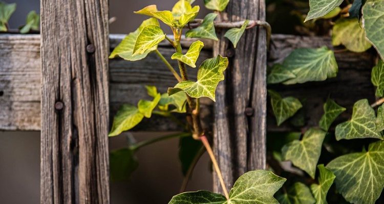 scopri le recinzioni artistiche che trasformano il tuo spazio esterno in un'opera d'arte. scegli tra una varietà di stili unici e materiali di alta qualità per valorizzare la tua proprietà con eleganza e creatività.