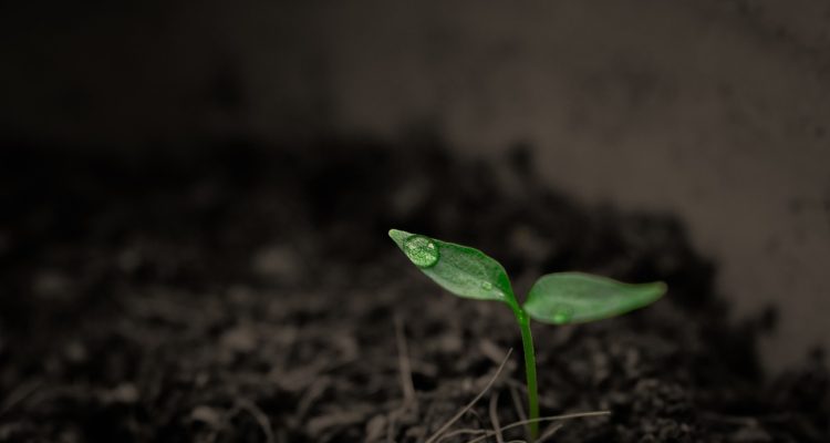scopri l'importanza del suolo per l'ambiente e l'agricoltura. approfondisci le sue caratteristiche, la biodiversità e le pratiche per una gestione sostenibile del terreno.