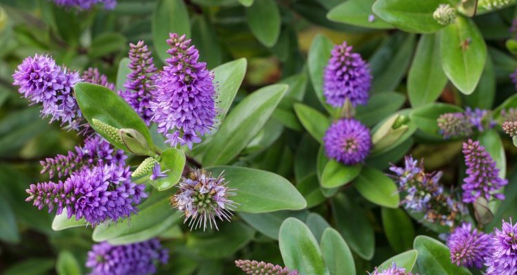 scopri il mondo del giardinaggio: consigli utili, tecniche di coltivazione e idee creative per trasformare il tuo spazio verde in un'oasi di bellezza e tranquillità. svela il tuo pollice verde e inizia a coltivare piante rigogliose!