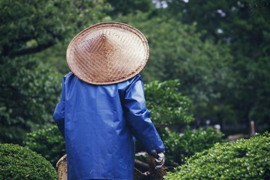 scopri il meraviglioso mondo del giardinaggio! sfoglia le nostre guide e consigli per creare giardini fioriti, orti produttivi e paesaggi incantevoli. coltiva la tua passione per le piante e rendi il tuo spazio verde un'oasi di bellezza.