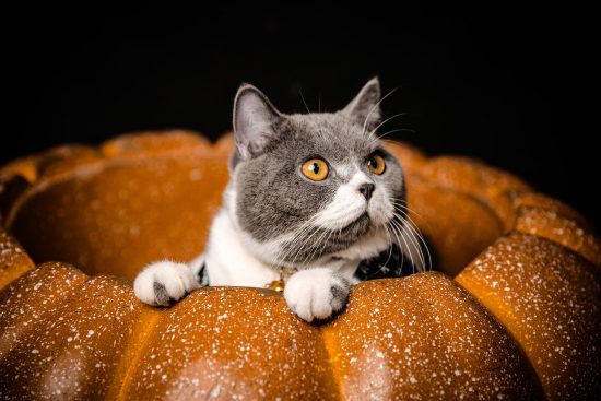 scopri deliziose ricette a base di zucca, perfette per ogni occasione! dai piatti salati alle delizie dolci, lasciati ispirare dai nostri suggerimenti culinari per valorizzare questo ingrediente autunnale in modo creativo e gustoso.