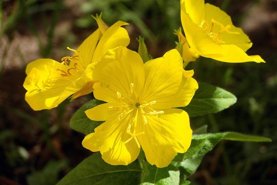 scopri le piante perenni, verdure durevoli che abbelliranno il tuo giardino durante tutto l'anno. ideali per ogni clima, queste piante offrono fioriture splendide e una manutenzione ridotta. esplora le varietà più adatte per il tuo spazio verde!