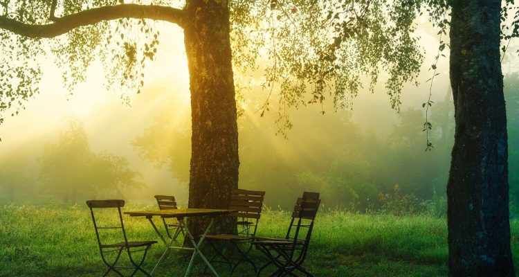 scopri il tuo angolo di paradiso con il nostro giardino: una combinazione di fiori, piante e design che trasforma il tuo spazio esterno in un'oasi di bellezza e tranquillità.