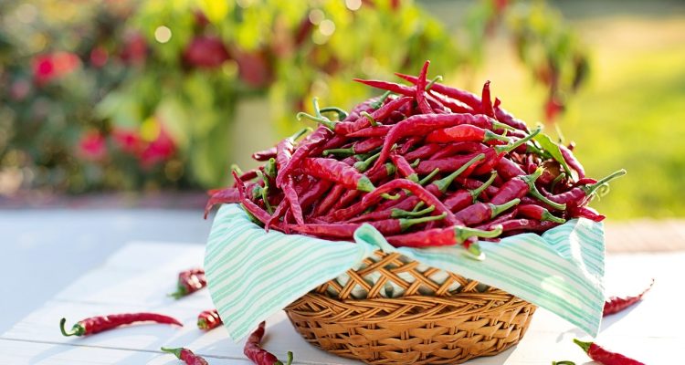 scopri il mondo piccante dei peperoncini! esplora varietà, ricette e benefici per la salute di questi deliziosi ingredienti, perfetti per dare un tocco di vivacità ai tuoi piatti.