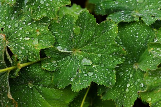 scopri come coltivare piante perenni nel tuo giardino. segui i nostri consigli su scelta, cura e mantenimento per creare uno spazio verde rigoglioso e duraturo.