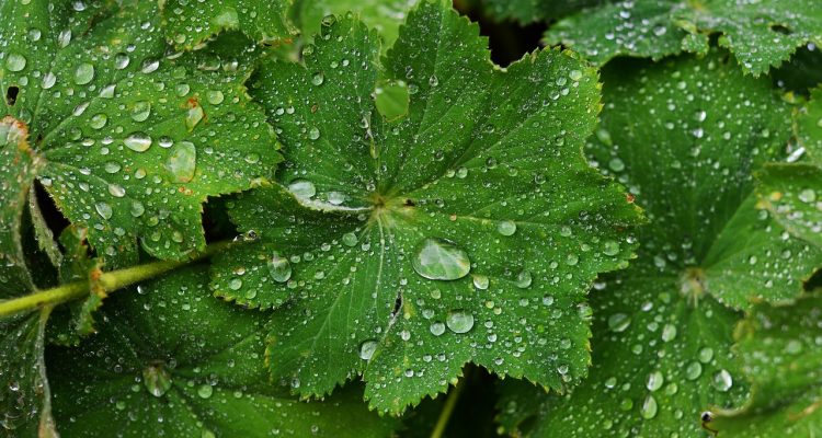 scopri come coltivare piante perenni nel tuo giardino. segui i nostri consigli su scelta, cura e mantenimento per creare uno spazio verde rigoglioso e duraturo.