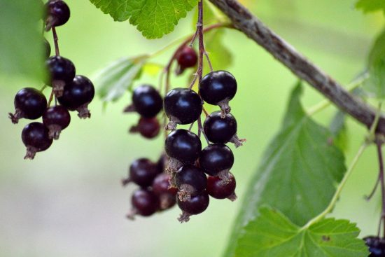 scopri la bellezza delle piante sospese: un modo elegante per decorare i tuoi spazi interni ed esterni, portando un tocco di verde e freschezza nella tua casa. esplora diverse varietà e imparare i migliori consigli per la cura delle piante appese.