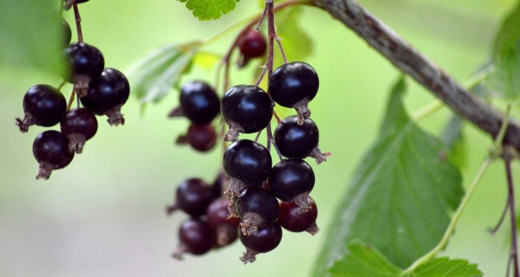 scopri la bellezza delle piante sospese: un modo elegante per decorare i tuoi spazi interni ed esterni, portando un tocco di verde e freschezza nella tua casa. esplora diverse varietà e imparare i migliori consigli per la cura delle piante appese.
