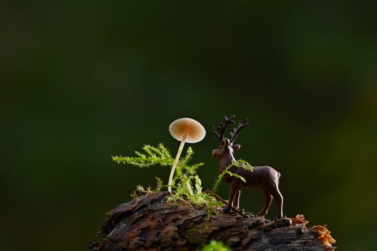 scopri l'affascinante mondo delle piante in miniatura! ideali per decorare ogni spazio, queste piccole meraviglie botaniche portano un tocco di verde e freschezza in casa tua. perfette per collezionisti e amanti del giardinaggio.