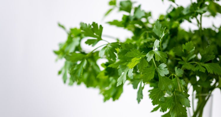 scopri la magia delle erbe! questo articolo esplora l'uso delle erbe nella cucina italiana, i loro benefici per la salute e come coltivarle nel tuo giardino. una guida imperdibile per gli amanti della natura e della gastronomia.