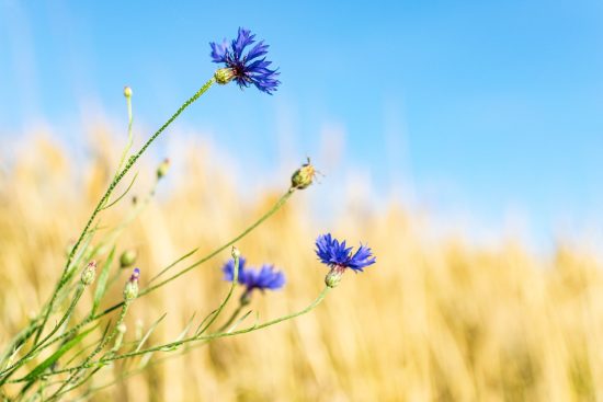 scopri la bellezza dei fiori selvatici: un viaggio tra colori vibranti e fragranze naturali che arricchiscono paesaggi e giardini. esplora la biodiversità di queste piante straordinarie e lasciati ispirare dalla loro resilienza e grazia.