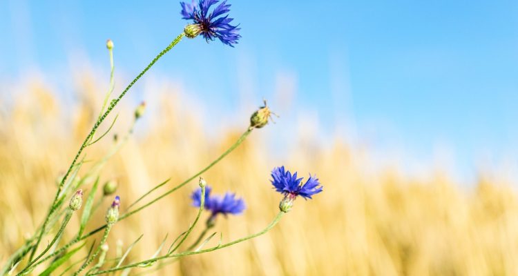 scopri la bellezza dei fiori selvatici: un viaggio tra colori vibranti e fragranze naturali che arricchiscono paesaggi e giardini. esplora la biodiversità di queste piante straordinarie e lasciati ispirare dalla loro resilienza e grazia.