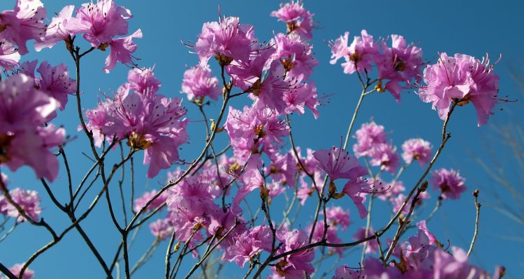 scopri il mondo affascinante delle azalee, piante fiorite dai colori vivaci e dalla bellezza mozzafiato. approfondisci la cura e la coltivazione di queste meraviglie botaniche per abbellire il tuo giardino.