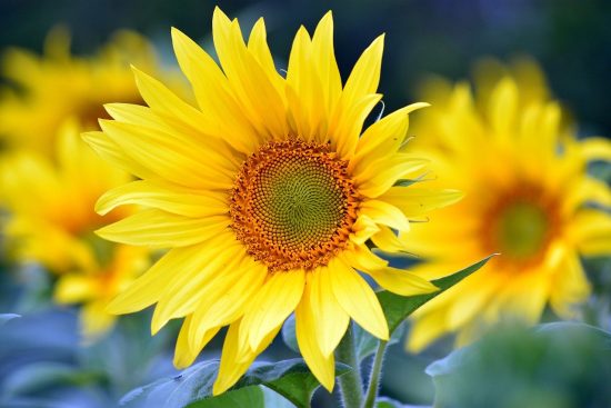 scopri le migliori piante fiorite estive per abbellire il tuo giardino. esplora varietà colorate e facili da coltivare che porteranno un tocco di bellezza e freschezza durante i caldi mesi estivi.