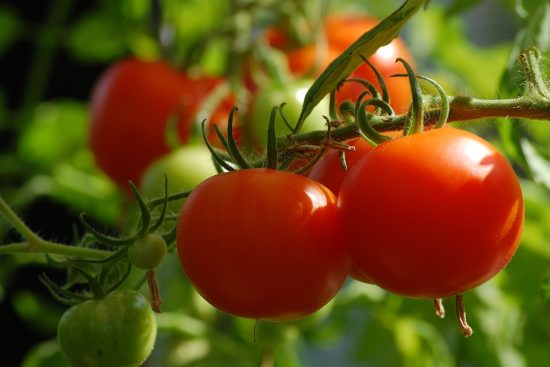 scopri come creare e gestire il tuo orto domestico con i migliori consigli su piante, terreno e tecniche di coltivazione per un giardino rigoglioso e sostenibile.