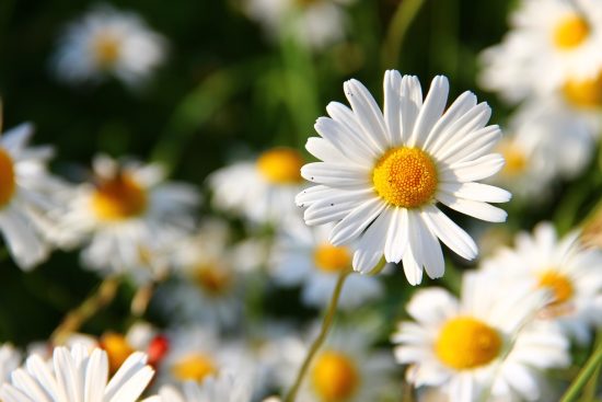 scopri l'incanto di un giardino ornamentale, un'oasi di bellezza dove piante e fiori si uniscono per creare un paesaggio mozzafiato. immergiti nella natura e lasciati ispirare dalla sua armonia.