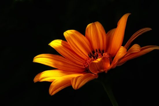 scopri come prenderti cura delle piante fiorite con i nostri consigli pratici. impara le migliori tecniche per mantenere le tue piante sane e rigogliose, garantendo fioriture splendide tutto l'anno.