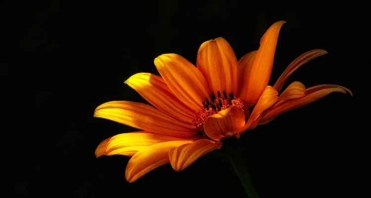 scopri come prenderti cura delle piante fiorite con i nostri consigli pratici. impara le migliori tecniche per mantenere le tue piante sane e rigogliose, garantendo fioriture splendide tutto l'anno.