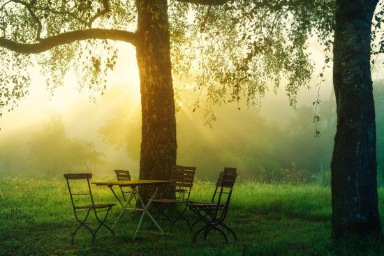 esplora il mondo incantevole dei giardini! scopri consigli pratici per la coltivazione di piante, idee creative per il design del tuo spazio verde e tecniche per mantenere il tuo giardino in perfetta salute.