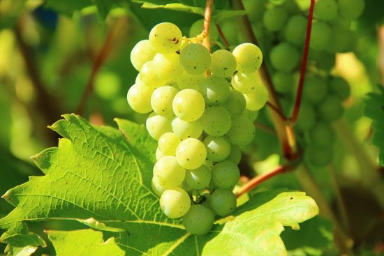 scopri i benefici dell'agricoltura biologica, un approccio sostenibile che promuove la salute del suolo, la biodiversità e il benessere degli ecosistemi. unisciti al movimento per un'alimentazione più sana e responsabile!