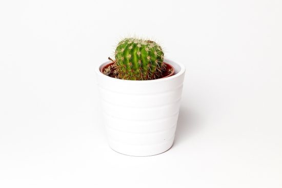 scopri come prendersi cura delle piante d'interni con i nostri consigli utili. impara a mantenere le tue piante sane e rigogliose, ottimizzare l'illuminazione e gestire l'irrigazione per un ambiente domestico fiorente.