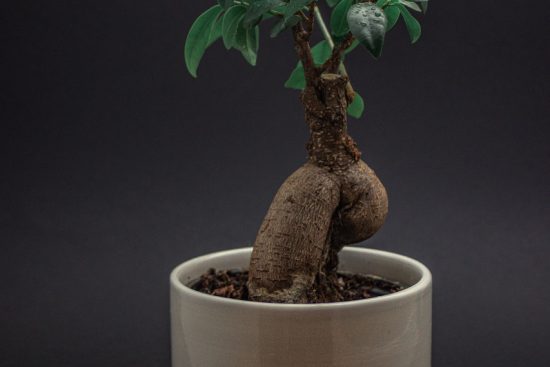 scopri tutto ciò che c'è da sapere sulla cura delle piante d'appartamento. dalla scelta delle piante più adatte alla tua casa, ai consigli per annaffiare, concimare e mantenere le tue piante in salute. trasforma il tuo spazio interno in un'oasi verde.