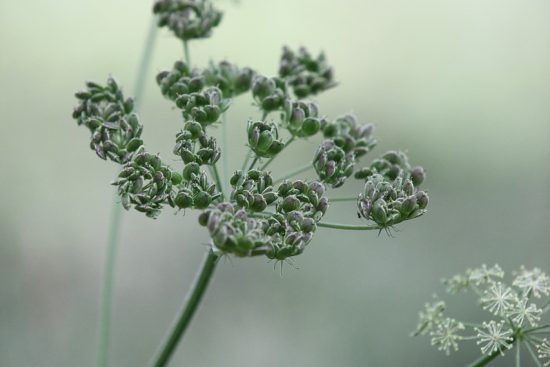 scopri tutto su erbacce: varietà, gestione e metodi naturali per mantenerle sotto controllo nel tuo giardino. impara a distinguere le piante utili dalle erbacce indesiderate.