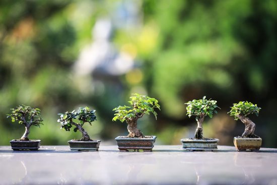 scopri la bellezza e la tranquillità di un giardino zen. un luogo ideale per meditare, rilassarsi e riconnettersi con la natura, dove il design semplice e armonioso promuove un senso di pace interiore.