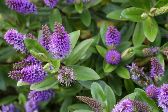 scopri le piante perenni da giardino, ideali per aggiungere bellezza e colore ogni anno. scegli tra una vasta gamma di specie resistenti e facili da coltivare per creare un giardino rigoglioso e duraturo.