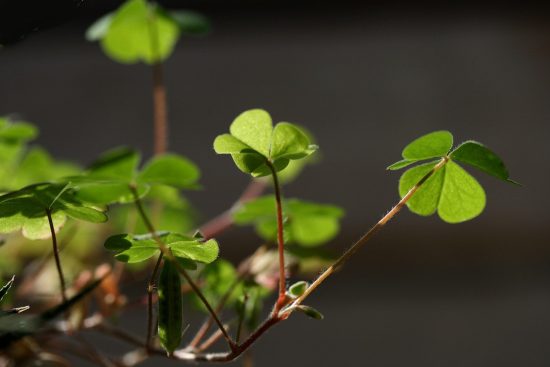 scopri le piante fortunate: simboli di prosperità e benessere, perfette per la tua casa e il tuo giardino. trasforma il tuo spazio con la bellezza e l'energia positiva delle lucky plants.