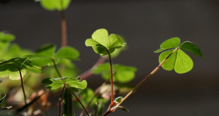 scopri le piante fortunate: simboli di prosperità e benessere, perfette per la tua casa e il tuo giardino. trasforma il tuo spazio con la bellezza e l'energia positiva delle lucky plants.