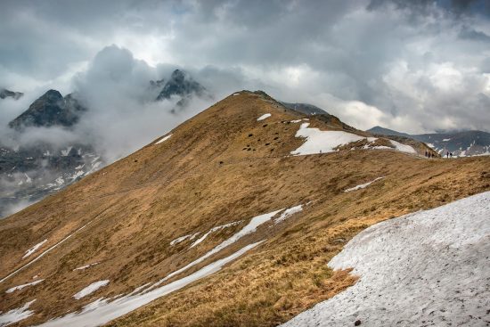 scopri il mondo affascinante delle piante rampicanti! ideali per abbellire giardini, terrazzi e balconi, queste piante offrono un tocco verde e rigoglioso, aggiungendo colore e vita ai tuoi spazi esterni.