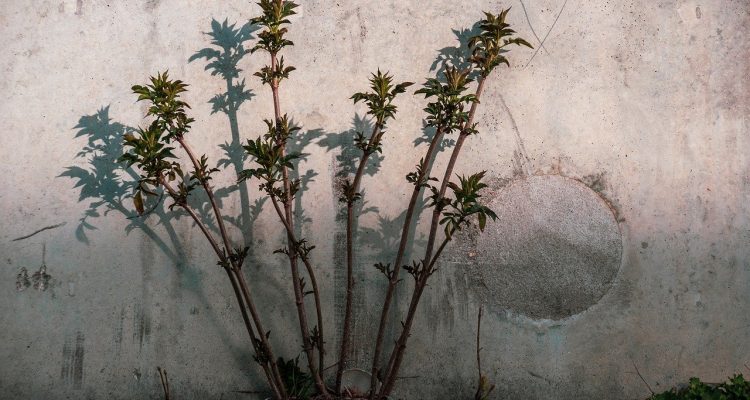 scopri la bellezza dei wall decals per trasformare ogni ambiente della tua casa. scegli tra una vasta gamma di design, stili e colori per personalizzare le tue pareti in modo semplice e creativo.