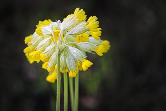 esplora il meraviglioso mondo delle piante medicinali, scoprendo le loro proprietà curative, usi tradizionali e benefici per la salute. scopri come queste piante possono migliorare il tuo benessere e il tuo stile di vita naturale.