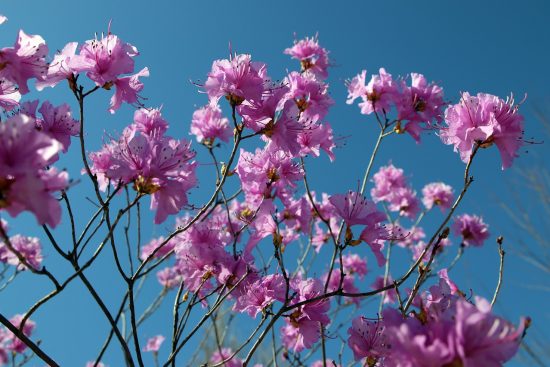 scopri come prenderti cura delle tue azalee con i nostri consigli esperti. dalla potatura alla scelta del terreno, impara a mantenere queste piante belle e floride tutto l'anno.