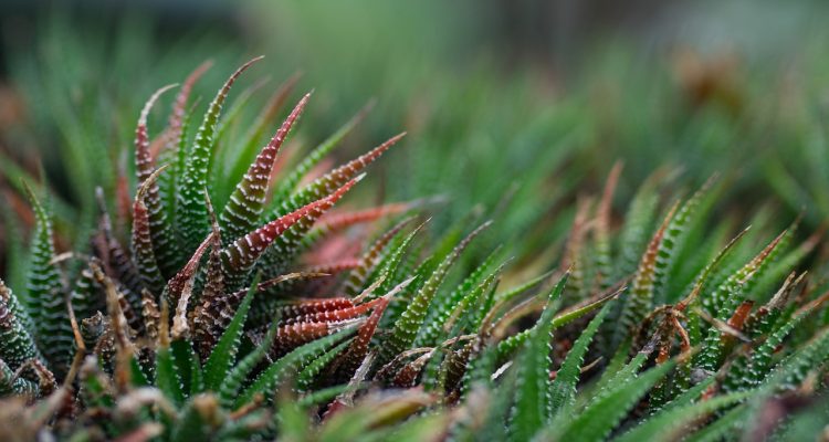 scopri la deliziosa varietà di dessert e piatti italiani succulenti che soddisferanno ogni palato. dalla pasticceria tradizionale ai piatti gourmet, lasciati conquistare dalle nostre ricette irresistibili.