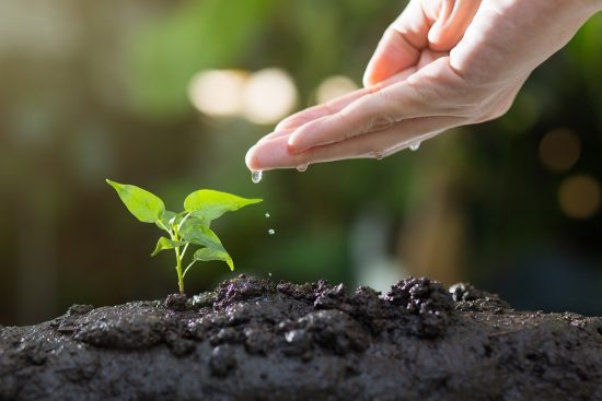 scopri il giardinaggio funzionale: un approccio pratico e sostenibile per coltivare piante utili e ornamentali nel tuo spazio verde. impara come ottimizzare il tuo orto e creare un giardino che soddisfi le tue esigenze quotidiane.