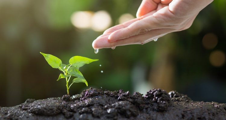 scopri il giardinaggio funzionale: un approccio pratico e sostenibile per coltivare piante utili e ornamentali nel tuo spazio verde. impara come ottimizzare il tuo orto e creare un giardino che soddisfi le tue esigenze quotidiane.