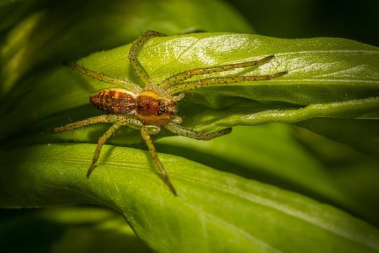 scopri come proteggere il tuo giardino e la tua casa dai parassiti indesiderati. le nostre soluzioni efficaci e naturali ti aiuteranno a mantenere un ambiente sano e privo di infestazioni.