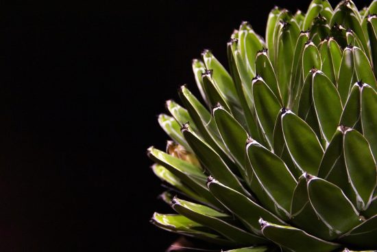 scopri i succulenti piatti italiani, ricchi di sapori autentici e ingredienti freschi. un viaggio culinario in un mondo di delizie da assaporare.