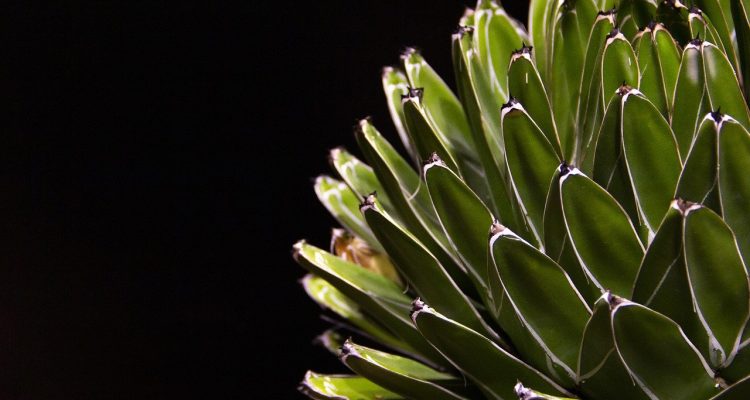 scopri i succulenti piatti italiani, ricchi di sapori autentici e ingredienti freschi. un viaggio culinario in un mondo di delizie da assaporare.