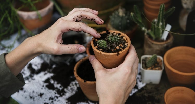 scopri il mondo del giardinaggio: consigli utili, tecniche di coltivazione e idee creative per abbellire il tuo spazio verde. unisciti a noi per trasformare il tuo giardino in un angolo di paradiso!
