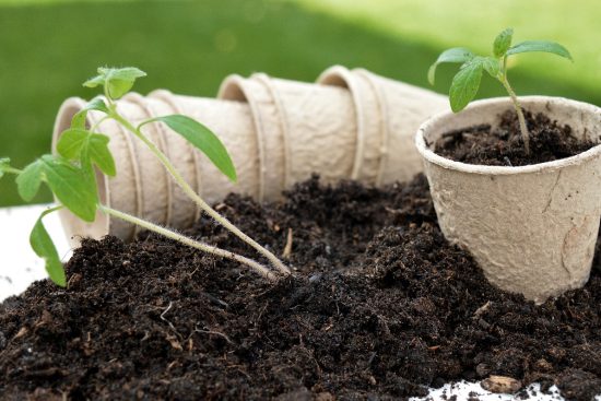 scopri i segreti del giardinaggio sostenibile! impara tecniche ecologiche per creare uno spazio verde rigoglioso, rispettando l'ambiente e promuovendo la biodiversità nel tuo giardino.