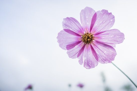 scopri la bellezza e la varietà delle piante fiorite. esplora le migliori specie per il tuo giardino e come prendersene cura per ottenere fioriture straordinarie durante tutto l'anno.