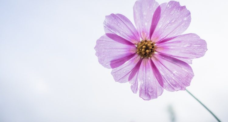 scopri la bellezza e la varietà delle piante fiorite. esplora le migliori specie per il tuo giardino e come prendersene cura per ottenere fioriture straordinarie durante tutto l'anno.