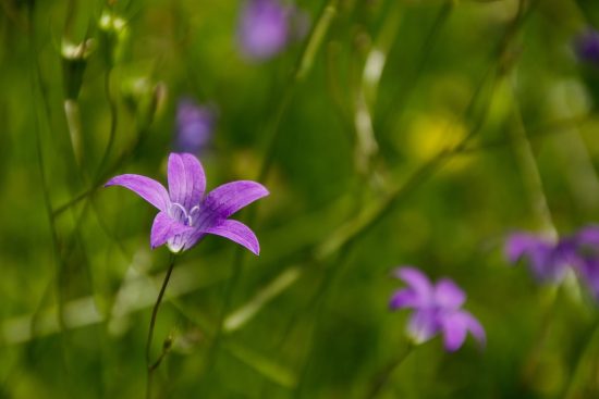 scopri la bellezza e la varietà dei fiori selvatici, simboli di natura incontaminata e biodoversità. esplora i colori e le forme che ornano i nostri paesaggi e lasciati ispirare dalla loro fragranza e delicatezza.
