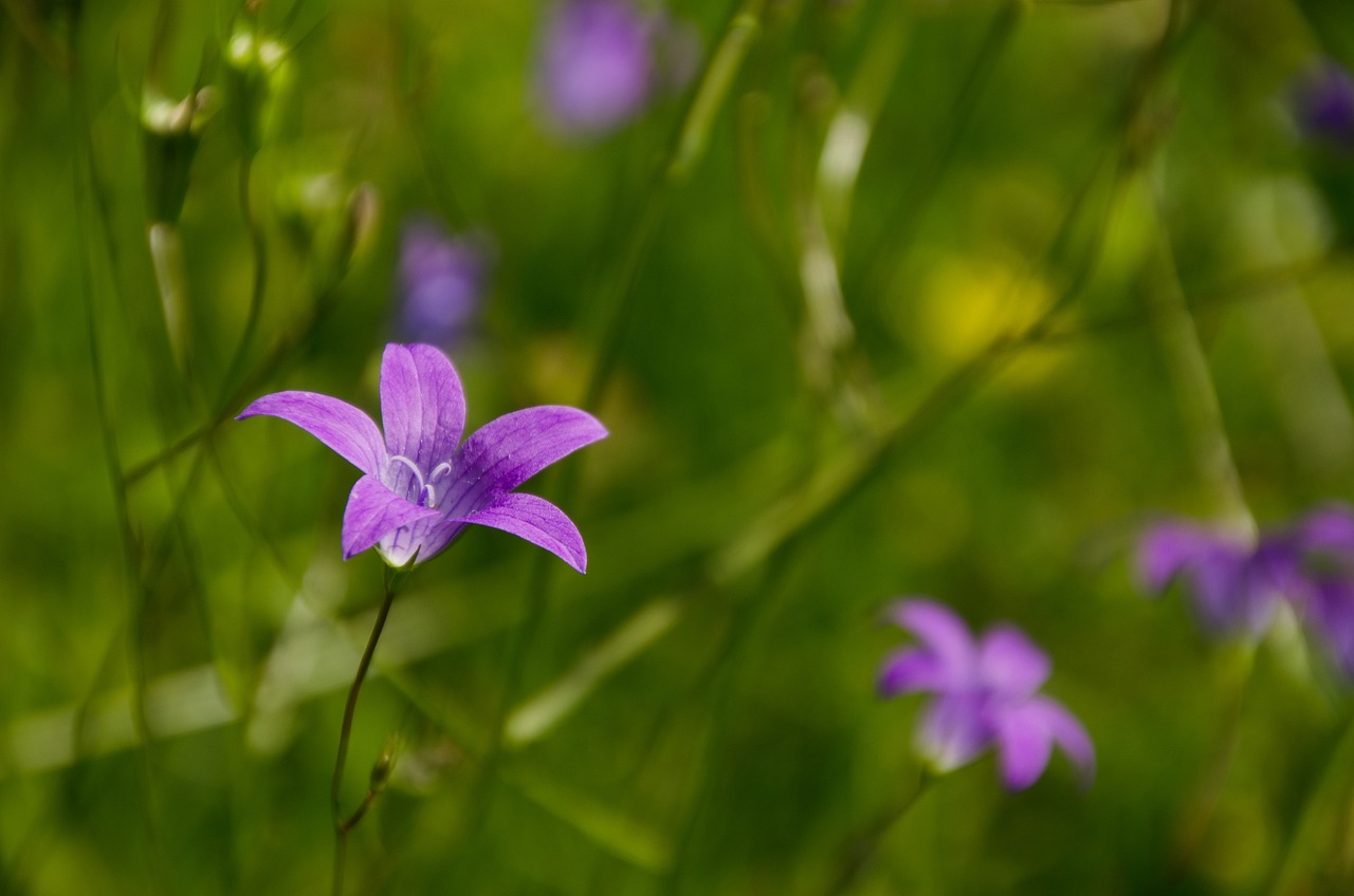 scopri la bellezza e la varietà dei fiori selvatici, simboli di natura incontaminata e biodoversità. esplora i colori e le forme che ornano i nostri paesaggi e lasciati ispirare dalla loro fragranza e delicatezza.